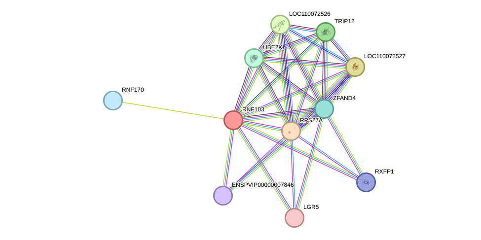 STRING protein interaction network