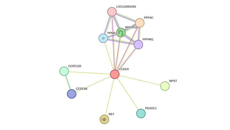 STRING protein interaction network
