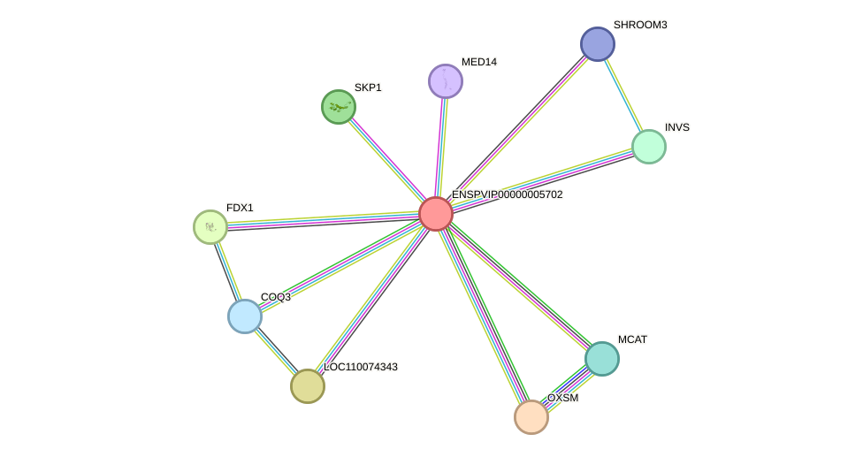 STRING protein interaction network