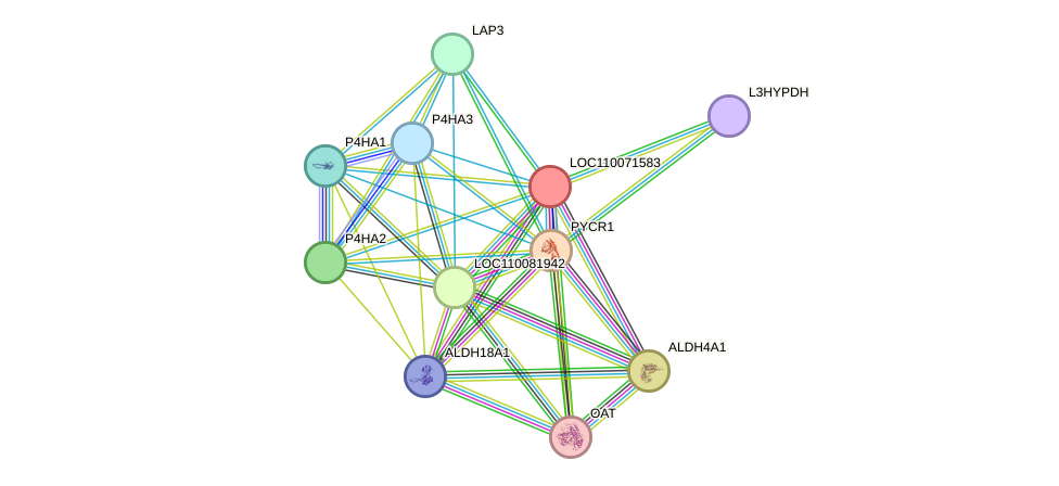 STRING protein interaction network