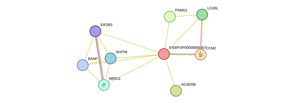 STRING protein interaction network