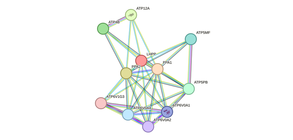STRING protein interaction network