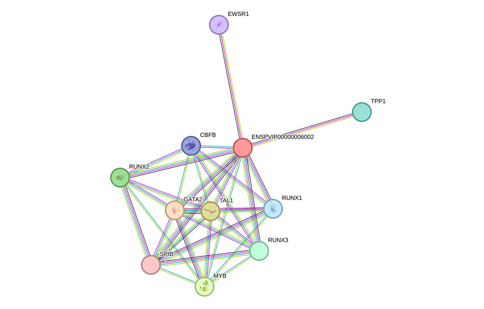 STRING protein interaction network