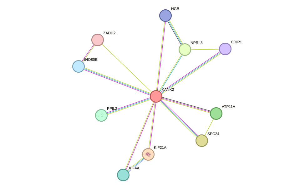 STRING protein interaction network