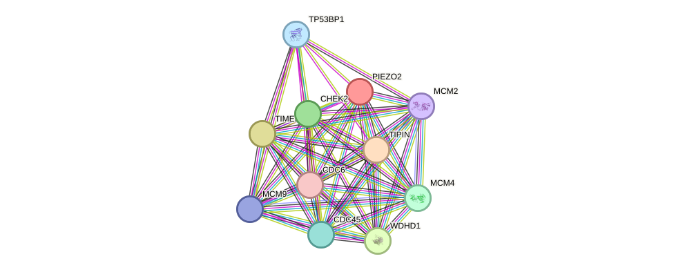 STRING protein interaction network