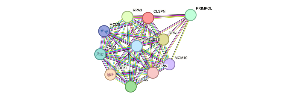 STRING protein interaction network