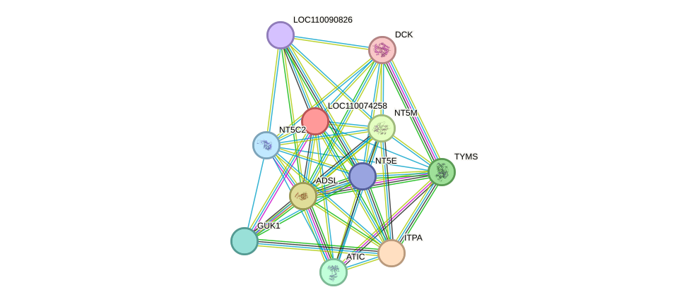 STRING protein interaction network