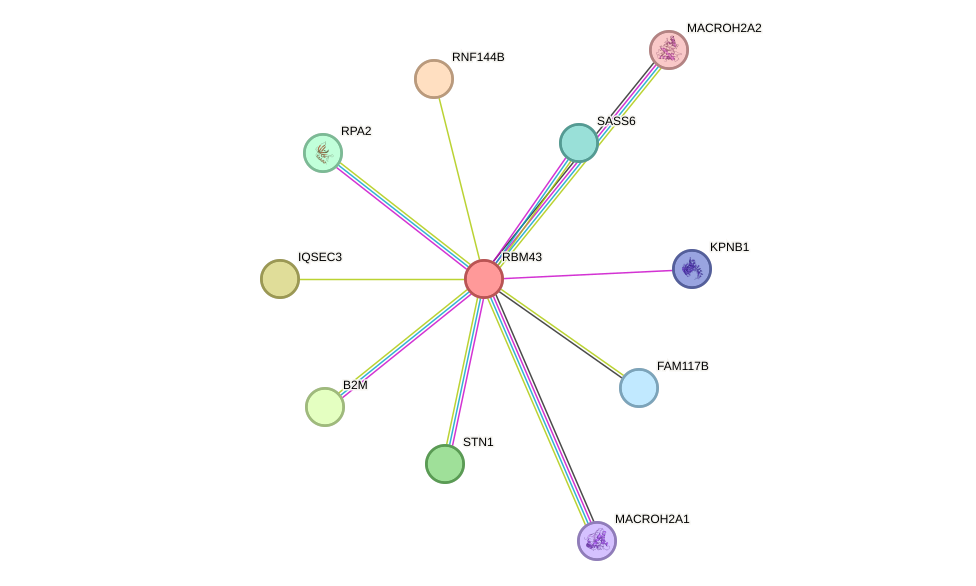 STRING protein interaction network