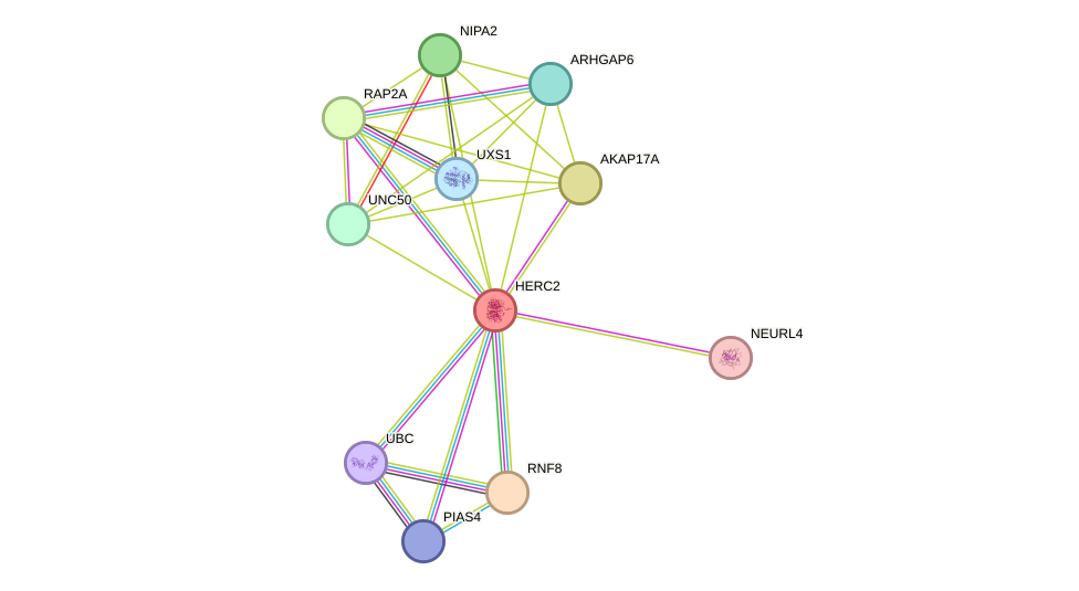 STRING protein interaction network