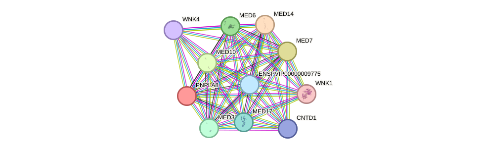 STRING protein interaction network