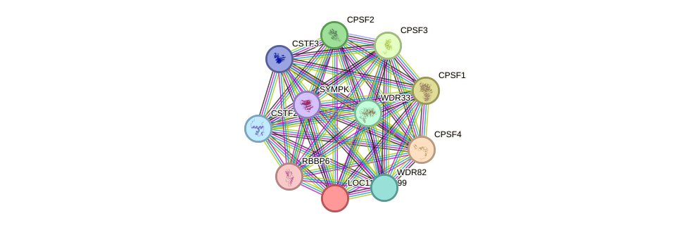 STRING protein interaction network