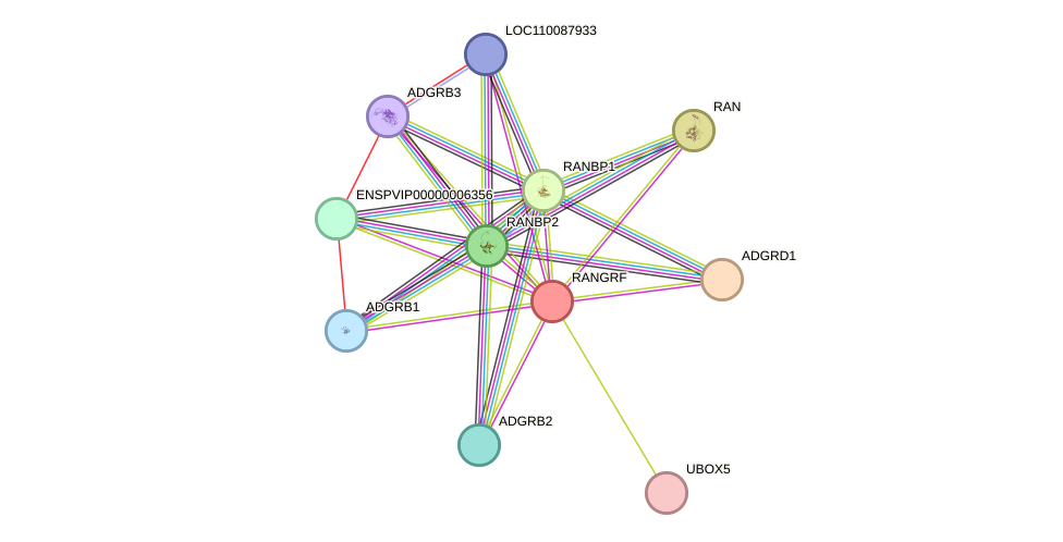 STRING protein interaction network