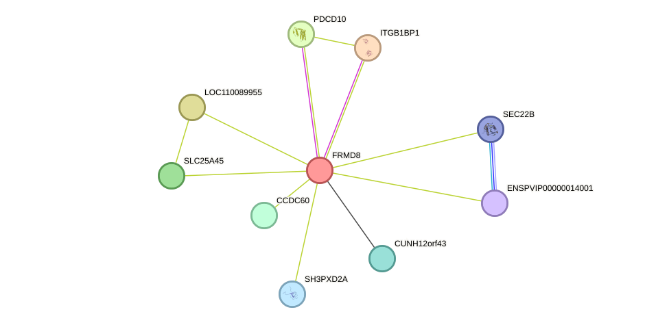 STRING protein interaction network
