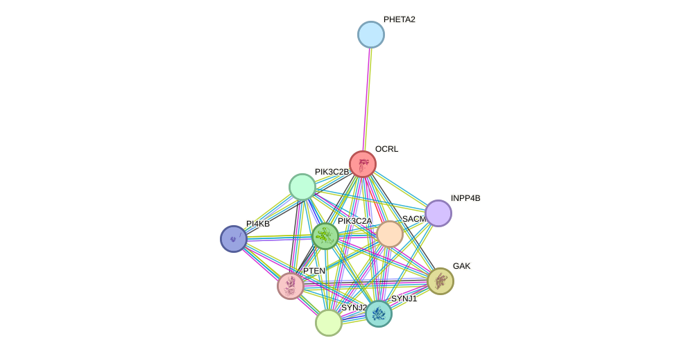 STRING protein interaction network