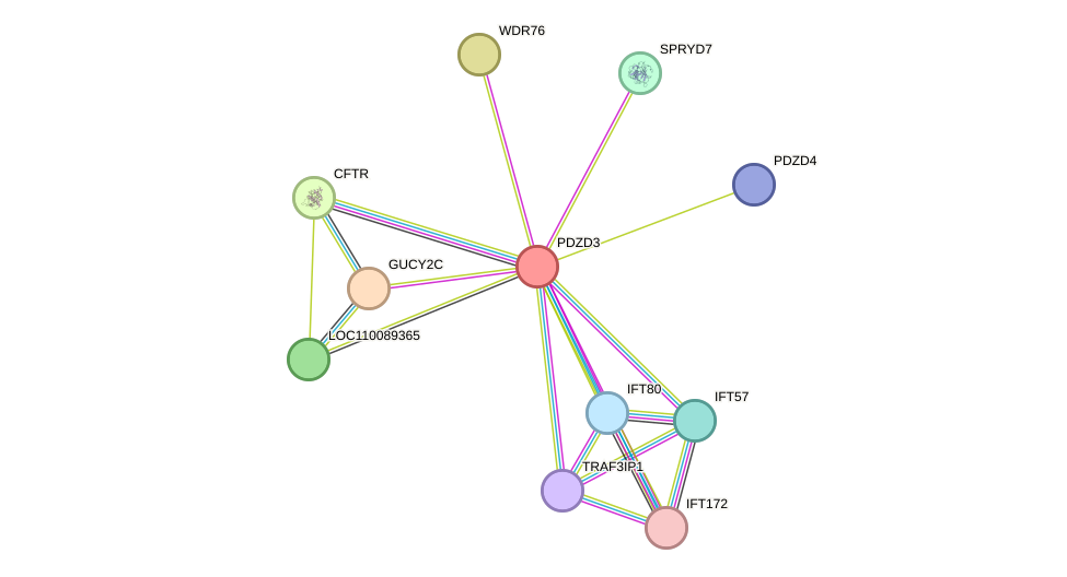 STRING protein interaction network
