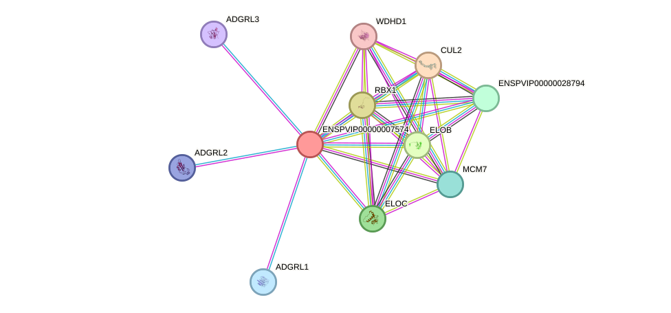 STRING protein interaction network