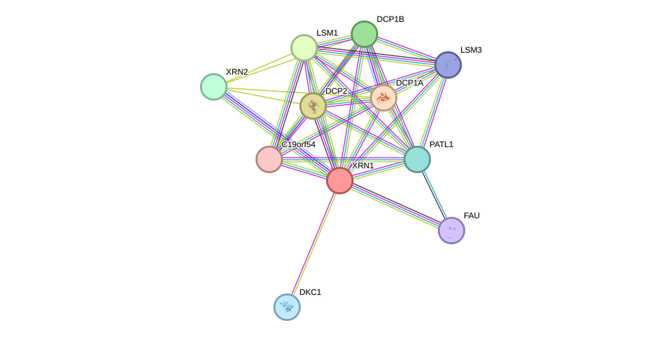 STRING protein interaction network
