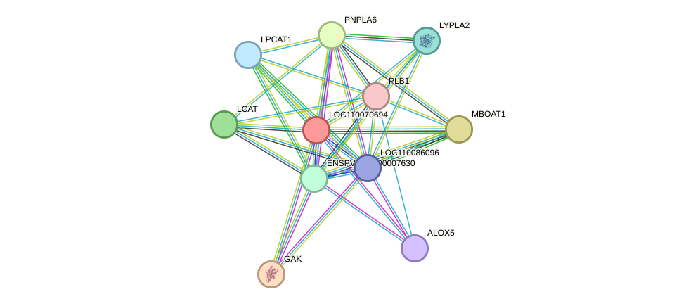 STRING protein interaction network