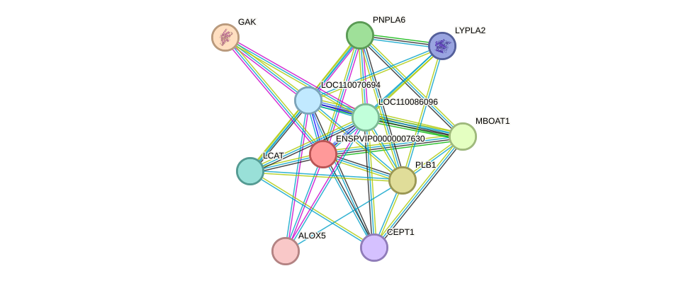 STRING protein interaction network
