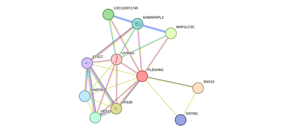 STRING protein interaction network