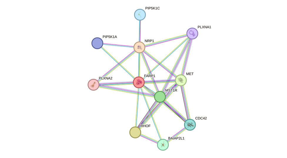 STRING protein interaction network