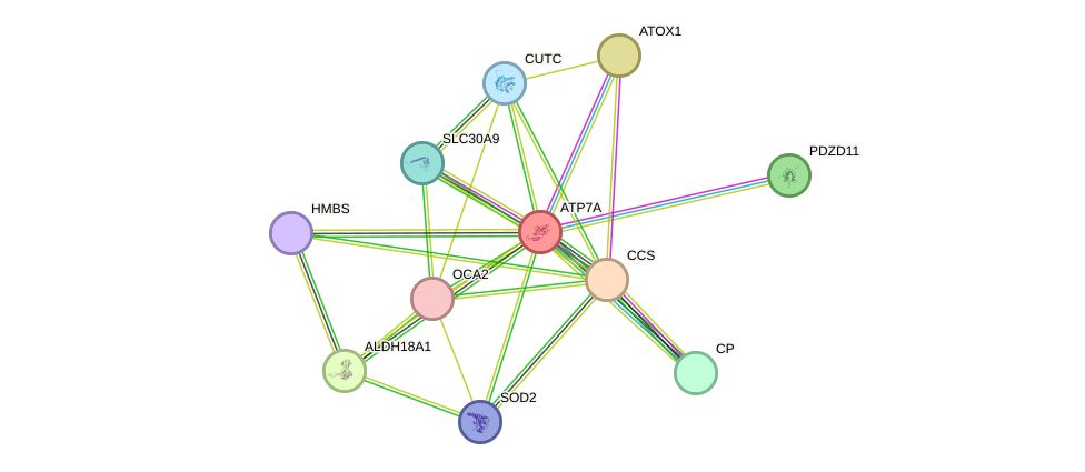 STRING protein interaction network