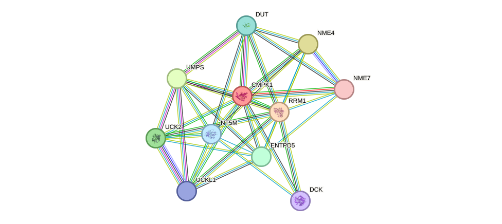 STRING protein interaction network