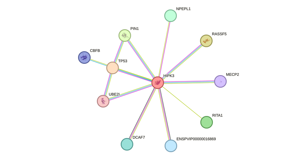 STRING protein interaction network