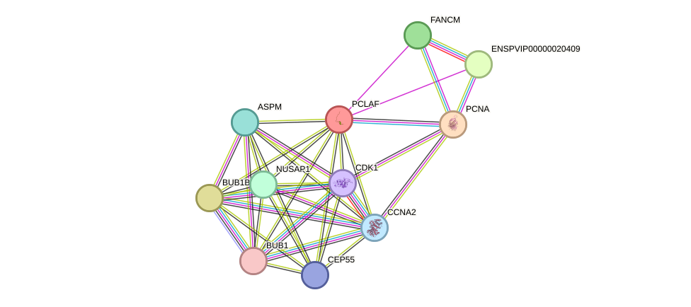 STRING protein interaction network