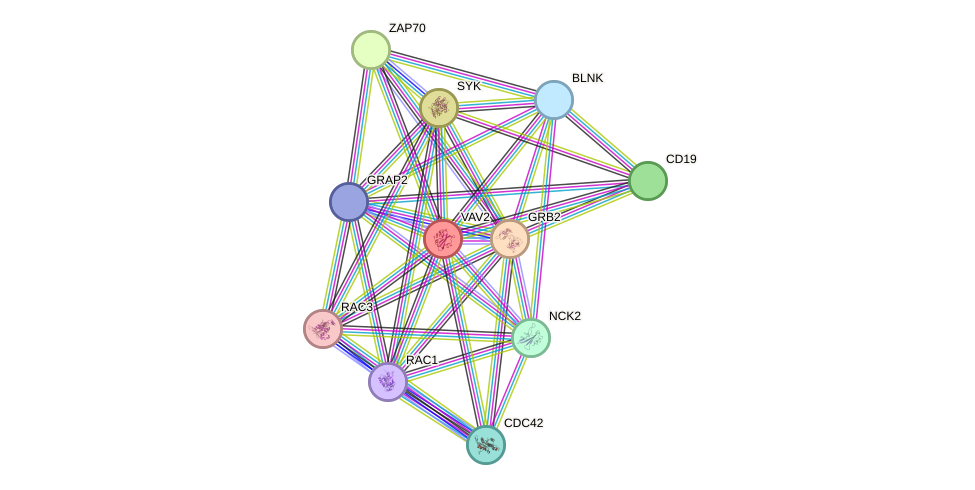 STRING protein interaction network