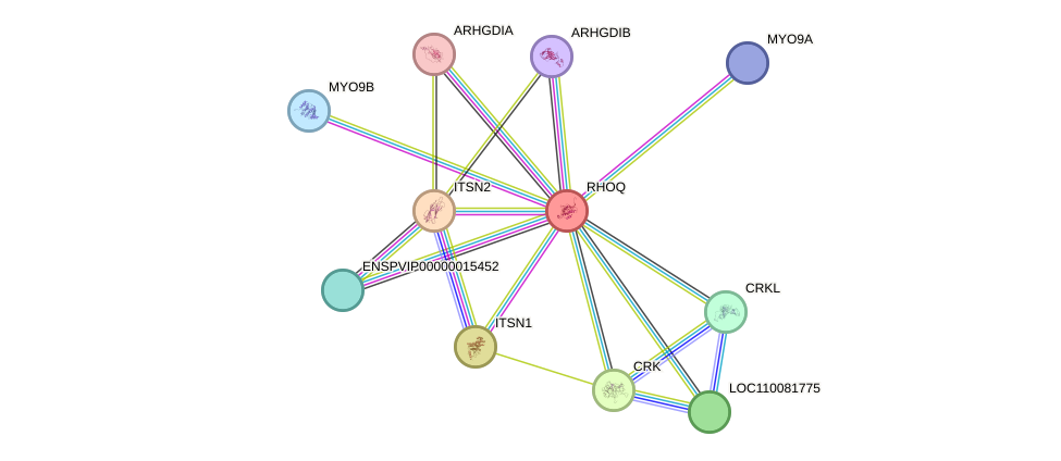 STRING protein interaction network