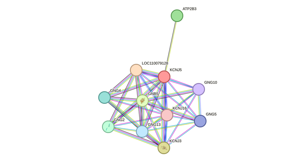 STRING protein interaction network
