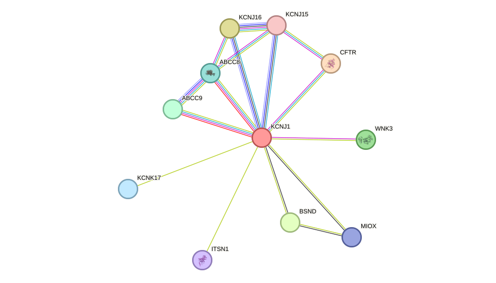 STRING protein interaction network
