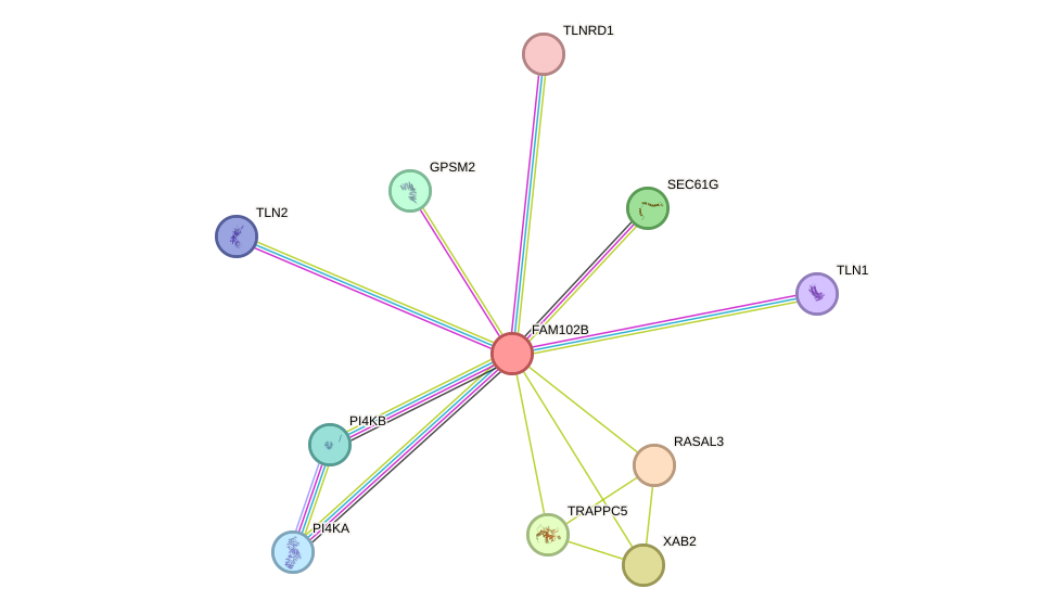 STRING protein interaction network