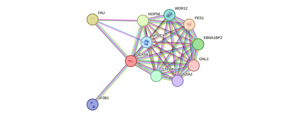 STRING protein interaction network