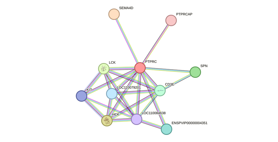 STRING protein interaction network