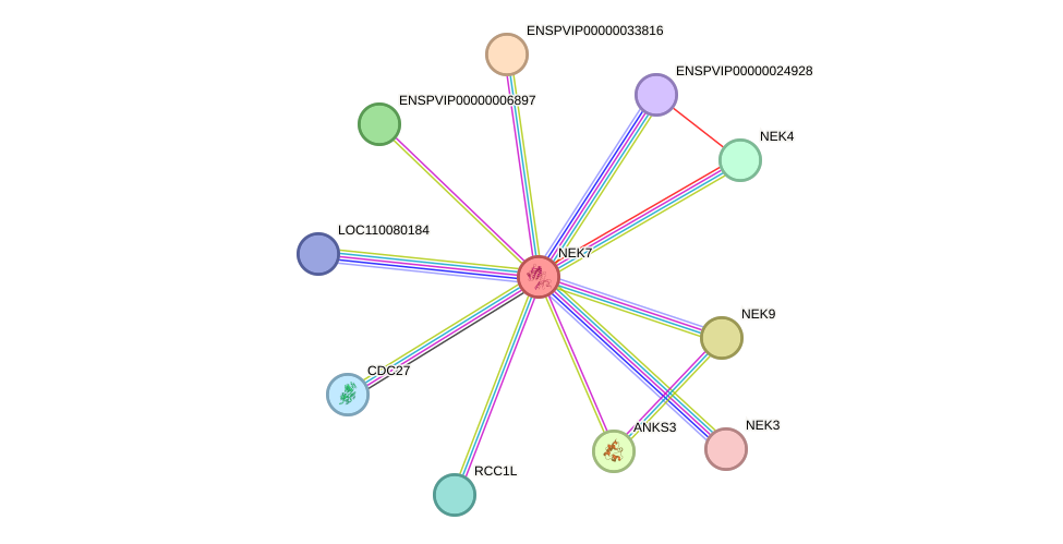 STRING protein interaction network
