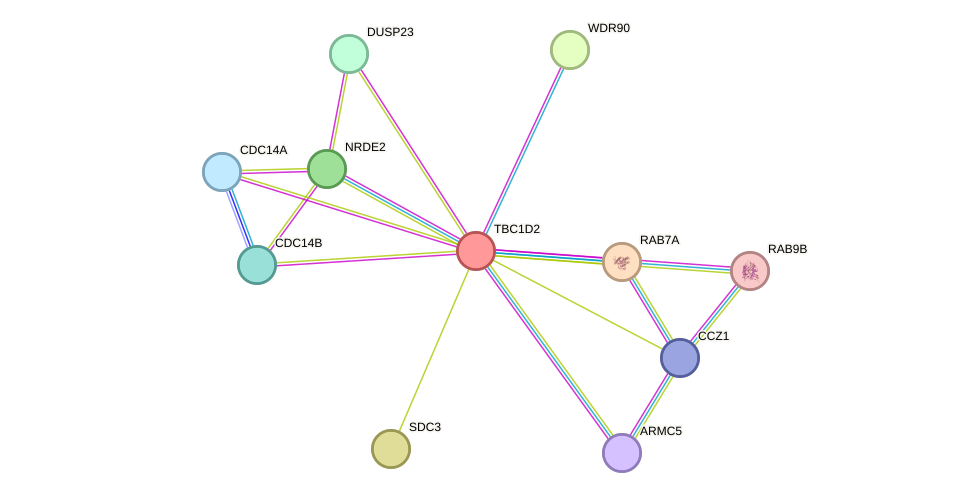 STRING protein interaction network
