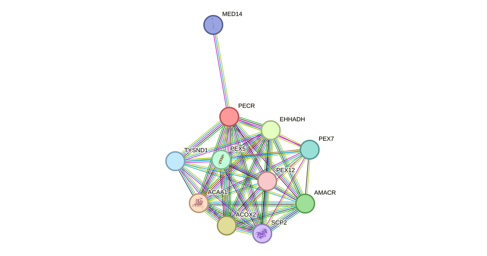 STRING protein interaction network