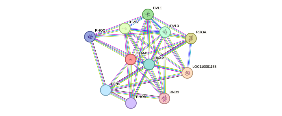 STRING protein interaction network