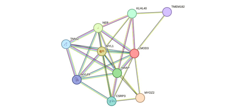 STRING protein interaction network