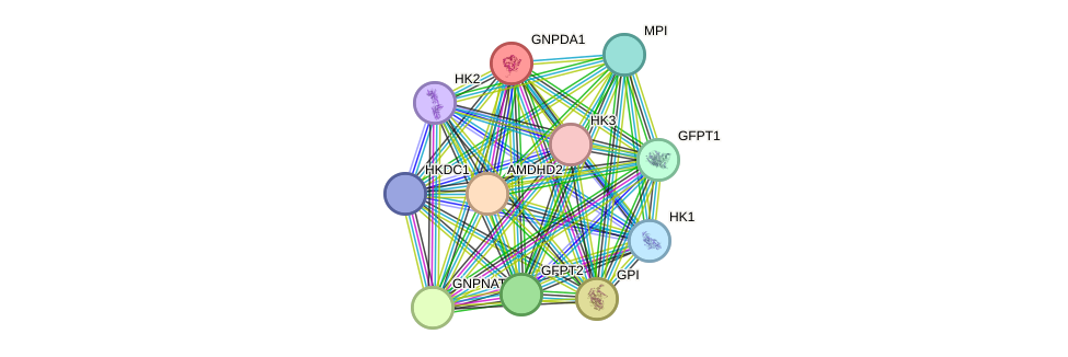 STRING protein interaction network