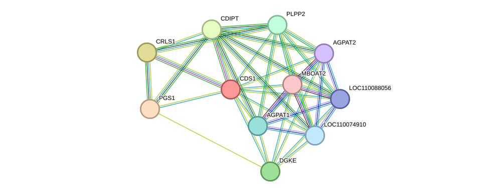 STRING protein interaction network
