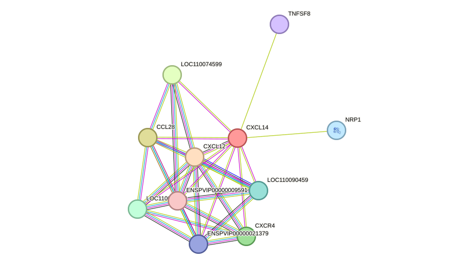 STRING protein interaction network