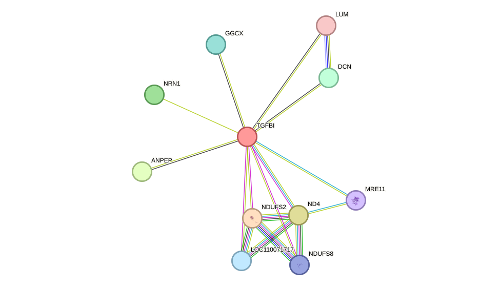 STRING protein interaction network