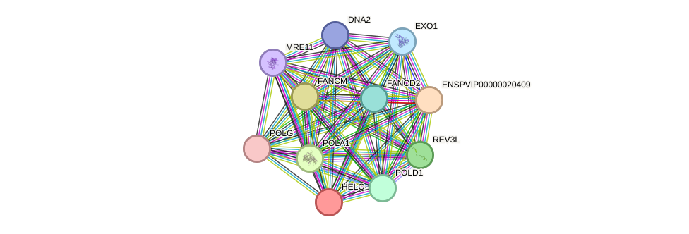 STRING protein interaction network