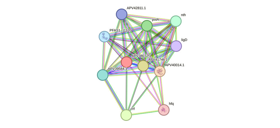 STRING protein interaction network