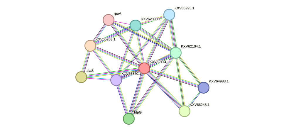 STRING protein interaction network