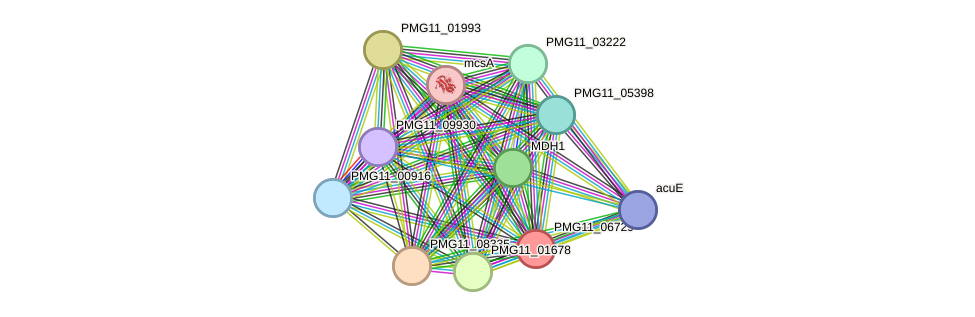 STRING protein interaction network