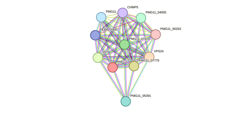 STRING protein interaction network